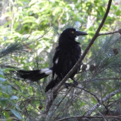 Strepera graculina (Pied Currawong) at Bawley Point, NSW - 3 Jan 2019 by MatthewFrawley