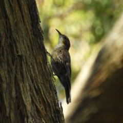 Cormobates leucophaea (White-throated Treecreeper) at Bawley Point, NSW - 4 Jan 2019 by MatthewFrawley