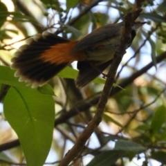 Rhipidura rufifrons (Rufous Fantail) at Bawley Point, NSW - 4 Jan 2019 by MatthewFrawley