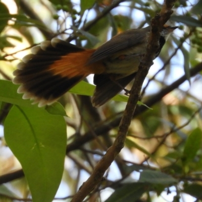 Rhipidura rufifrons (Rufous Fantail) at Bawley Point, NSW - 4 Jan 2019 by MatthewFrawley