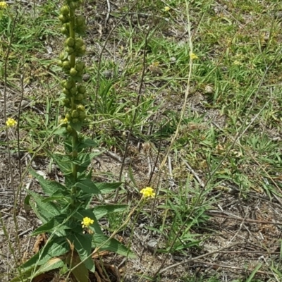 Verbascum virgatum (Green Mullein) at Undefined, ACT - 7 Jan 2019 by Mike