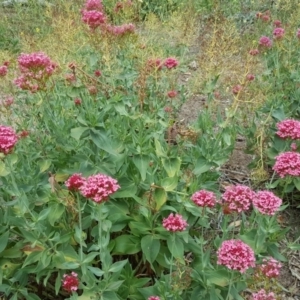 Centranthus ruber at Jerrabomberra, ACT - 7 Jan 2019