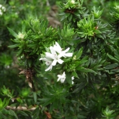 Westringia fruticosa (Native Rosemary) at Bawley Point, NSW - 2 Jan 2019 by MatthewFrawley