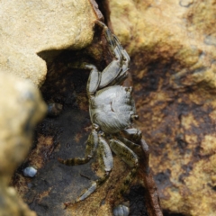 Unidentified Crab at Termeil, NSW - 3 Jan 2019 by MatthewFrawley
