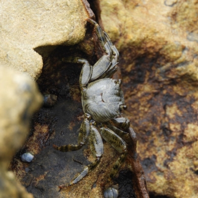 Unidentified Crab at Termeil, NSW - 3 Jan 2019 by MatthewFrawley