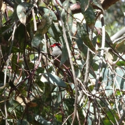 Neochmia temporalis (Red-browed Finch) at Deakin, ACT - 8 Jan 2019 by TomT