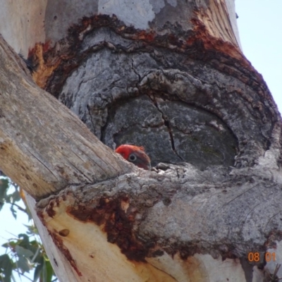 Callocephalon fimbriatum (Gang-gang Cockatoo) at Hughes, ACT - 8 Jan 2019 by TomT