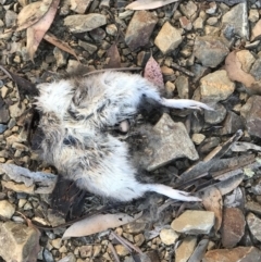 Perameles nasuta (Long-nosed Bandicoot) at Namadgi National Park - 6 Jan 2019 by PeterR