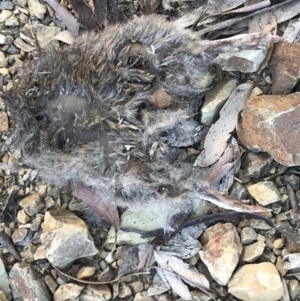 Perameles nasuta at Cotter River, ACT - 6 Jan 2019 05:34 PM