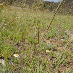 Leucochrysum albicans subsp. tricolor (Hoary Sunray) at Campbell, ACT - 8 Jan 2019 by leith7