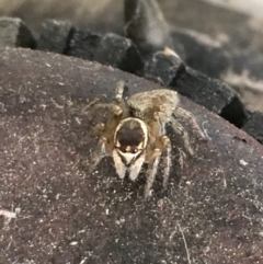 Maratus griseus (Jumping spider) at Monash, ACT - 8 Jan 2019 by jackQ