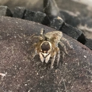 Maratus griseus at Monash, ACT - 8 Jan 2019