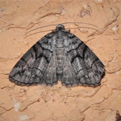 Dysbatus undescribed species (A Line-moth) at Wanniassa, ACT - 7 Jan 2019 by JohnBundock