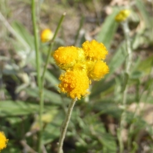 Chrysocephalum apiculatum at O'Malley, ACT - 7 Jan 2019 04:01 PM