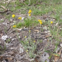 Chrysocephalum apiculatum at O'Malley, ACT - 7 Jan 2019 04:01 PM