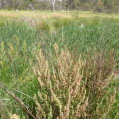 Rumex crispus (Curled Dock) at O'Malley, ACT - 7 Jan 2019 by Mike
