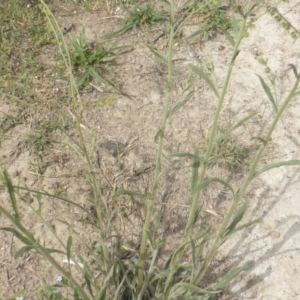 Cynoglossum australe at Jerrabomberra, ACT - 7 Jan 2019 03:43 PM