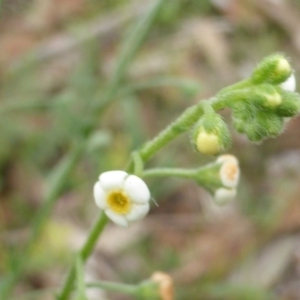 Hackelia suaveolens at O'Malley, ACT - 7 Jan 2019