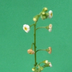 Hackelia suaveolens at O'Malley, ACT - 7 Jan 2019 02:01 PM