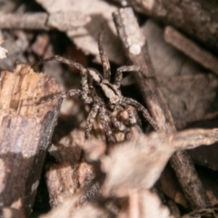 Artoria sp. (genus) (Unidentified Artoria wolf spider) at Gibraltar Pines - 15 Dec 2018 by SWishart
