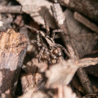 Artoria sp. (genus) (Unidentified Artoria wolf spider) at Gibraltar Pines - 15 Dec 2018 by SWishart