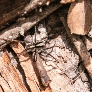 Artoria sp. (genus) at Paddys River, ACT - 15 Dec 2018