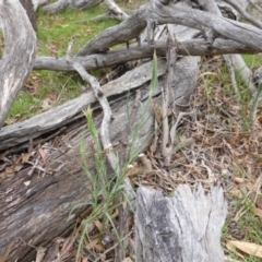 Tragopogon dubius (Goatsbeard) at O'Malley, ACT - 7 Jan 2019 by Mike