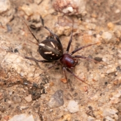 Habronestes bradleyi at Paddys River, ACT - 15 Dec 2018