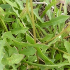 Leontodon saxatilis at O'Malley, ACT - 7 Jan 2019