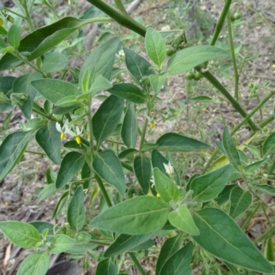 Solanum chenopodioides (Whitetip Nightshade) at Jerrabomberra, ACT - 7 Jan 2019 by Mike