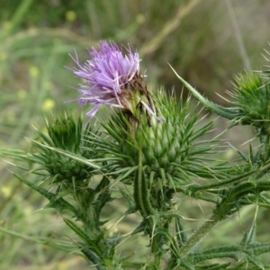 Cirsium vulgare at Undefined, ACT - 7 Jan 2019