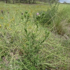 Cirsium vulgare at Undefined, ACT - 7 Jan 2019