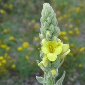 Verbascum thapsus subsp. thapsus at Undefined, ACT - 7 Jan 2019 03:43 PM