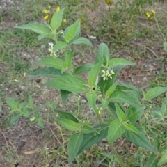 Solanum chenopodioides (Whitetip Nightshade) at Undefined, ACT - 7 Jan 2019 by Mike