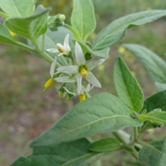 Solanum chenopodioides at Undefined, ACT - 7 Jan 2019 03:38 PM