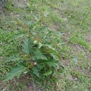 Solanum cinereum at Undefined, ACT - 7 Jan 2019 03:36 PM