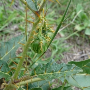 Solanum cinereum at Undefined, ACT - 7 Jan 2019 03:36 PM