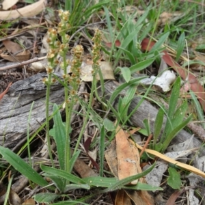 Plantago sp. at O'Malley, ACT - 7 Jan 2019 03:03 PM