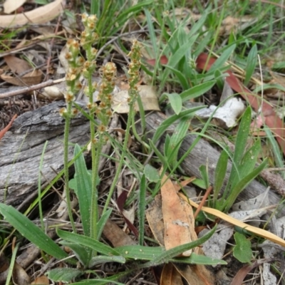 Plantago sp. (Plantain) at O'Malley, ACT - 7 Jan 2019 by Mike