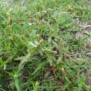 Persicaria prostrata at O'Malley, ACT - 7 Jan 2019 02:48 PM