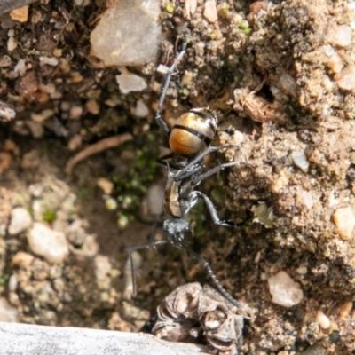 Polyrhachis ammon (Golden-spined Ant, Golden Ant) at Paddys River, ACT - 15 Dec 2018 by SWishart