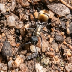 Polyrhachis ammon at Paddys River, ACT - 15 Dec 2018