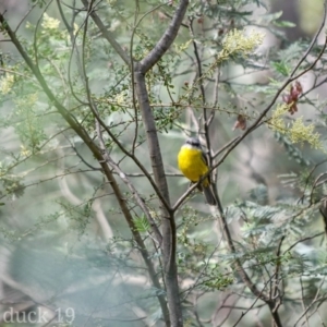 Eopsaltria australis at Paddys River, ACT - 8 Jan 2019