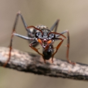 Myrmecia tarsata at Paddys River, ACT - 15 Dec 2018