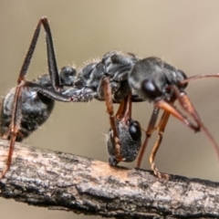 Myrmecia tarsata at Paddys River, ACT - 15 Dec 2018 02:42 PM