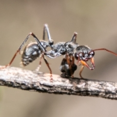 Myrmecia tarsata at Paddys River, ACT - 15 Dec 2018 02:42 PM