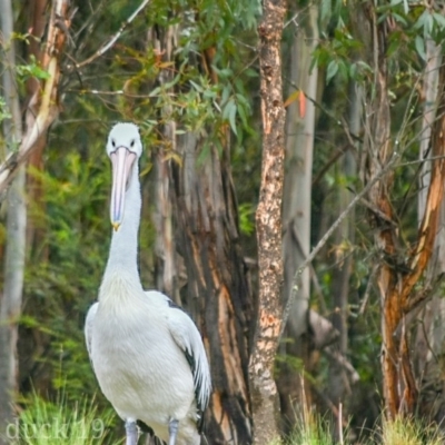 Pelecanus conspicillatus (Australian Pelican) at Paddys River, ACT - 8 Jan 2019 by frostydog