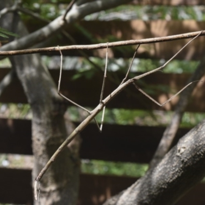 Acrophylla titan (Titan Stick Insect) at Hawker, ACT - 28 Dec 2018 by MichaelMulvaney
