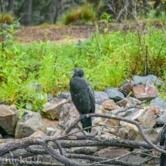 Phalacrocorax sulcirostris (Little Black Cormorant) at Paddys River, ACT - 8 Jan 2019 by frostydog