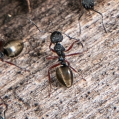 Dolichoderus scabridus (Dolly ant) at Paddys River, ACT - 15 Dec 2018 by SWishart